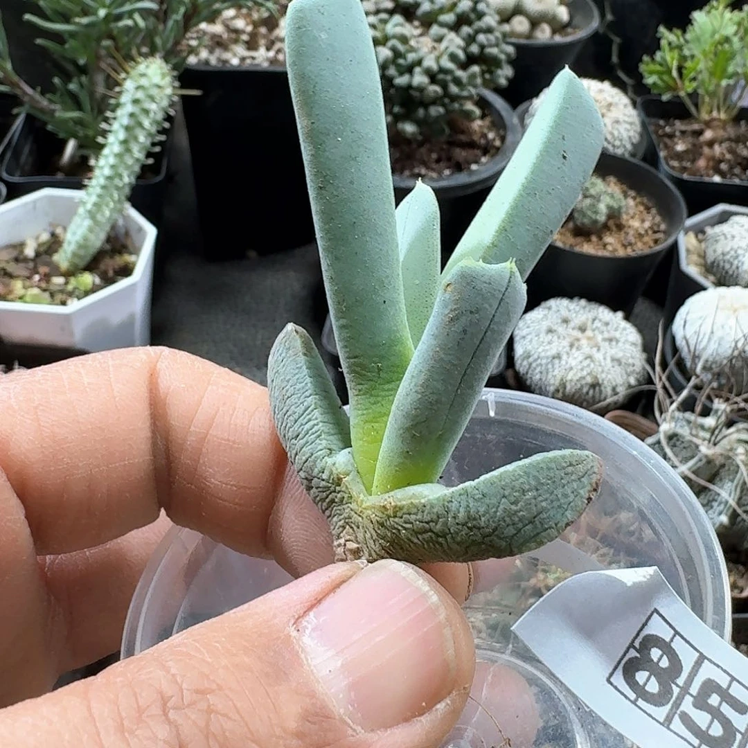 杨*854慈光锦脱土发货