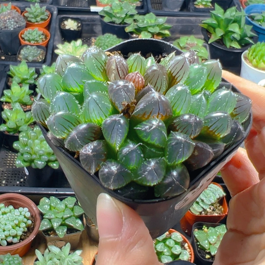 3960多肉植物一颗多肉