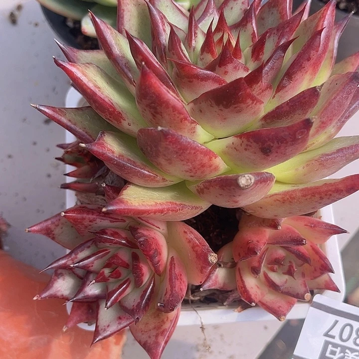 特殊系统0807多肉植物