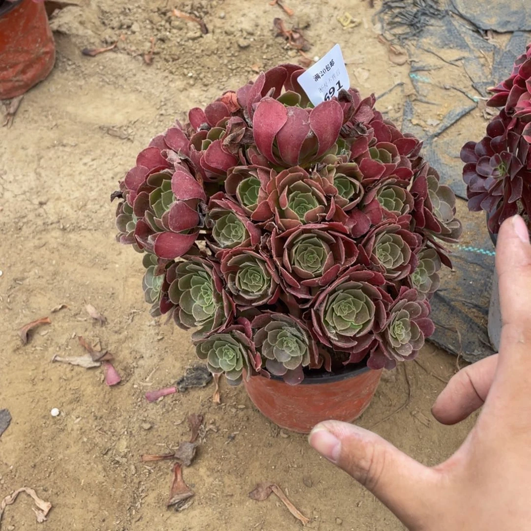 691荷兰法师多肉断枝不包