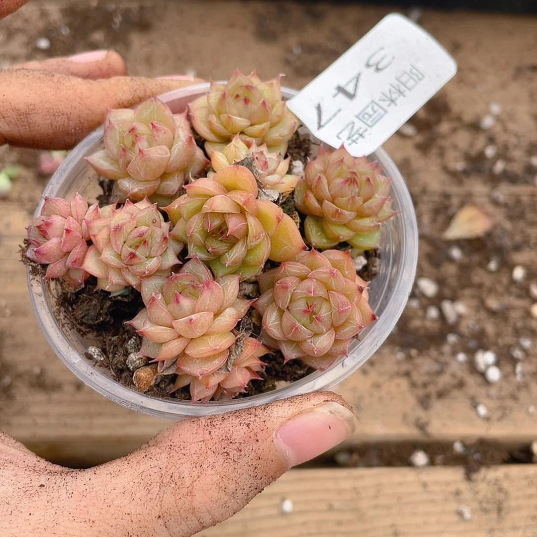 多肉植物多肉植物347