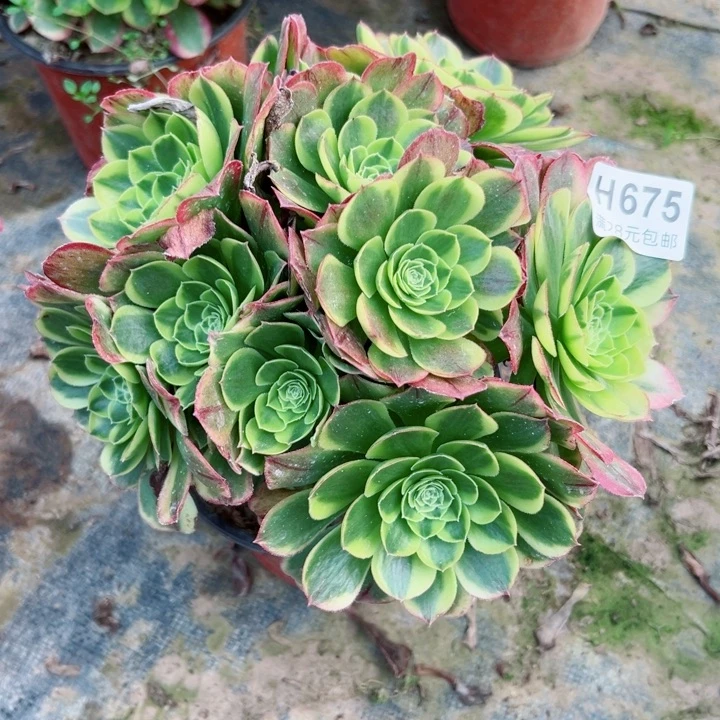 675奶白多肉多肉