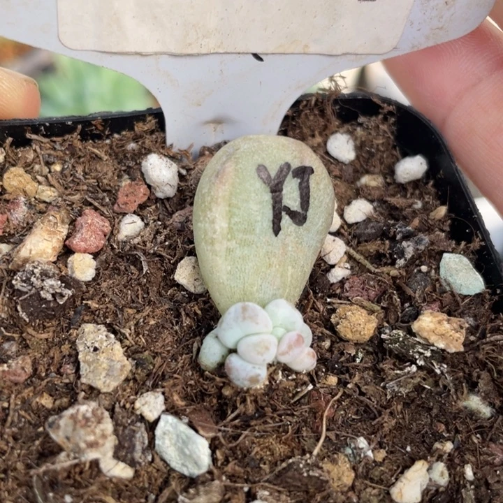 油煎丸子朵朵缀锦