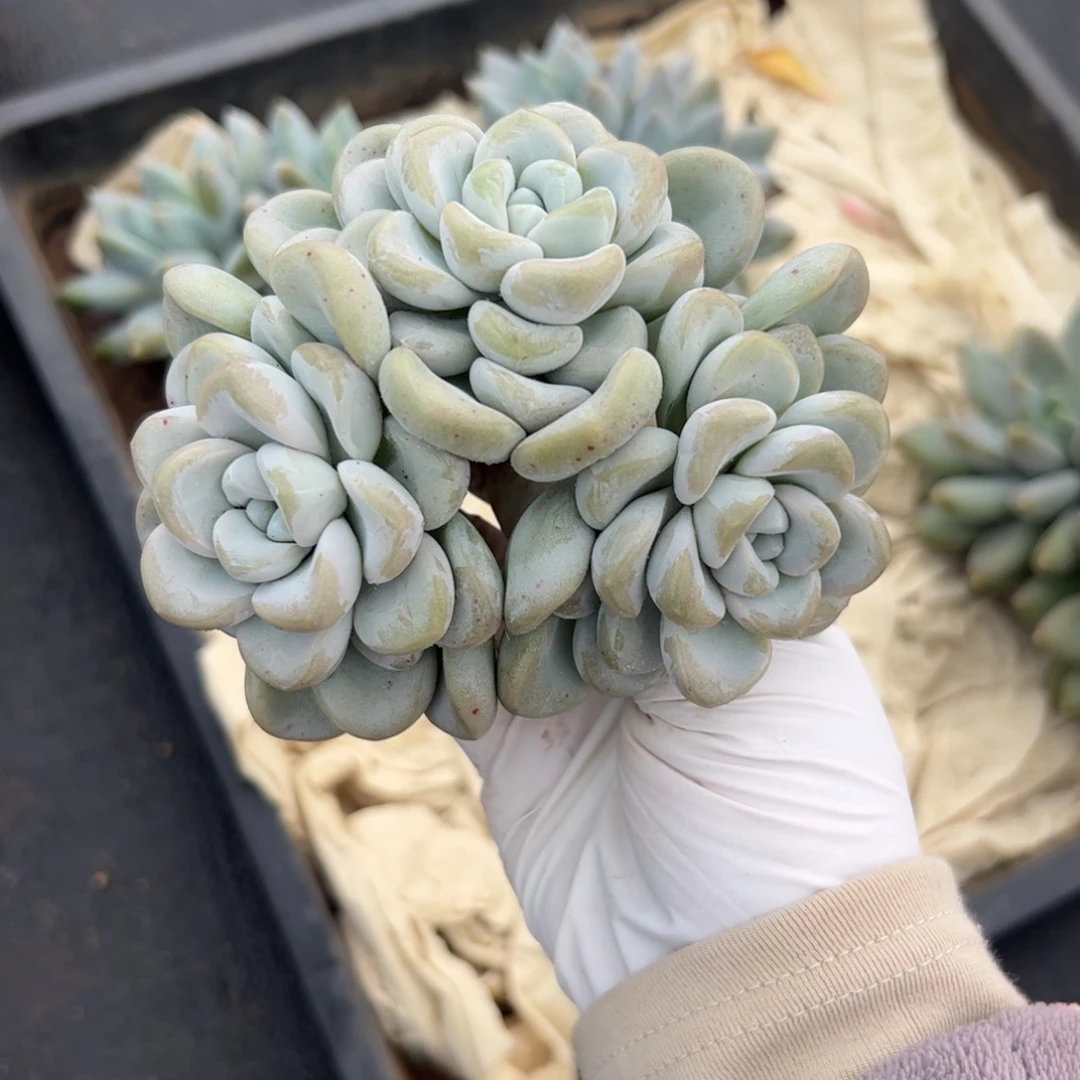 丫***丫玉麒麟的多肉植物