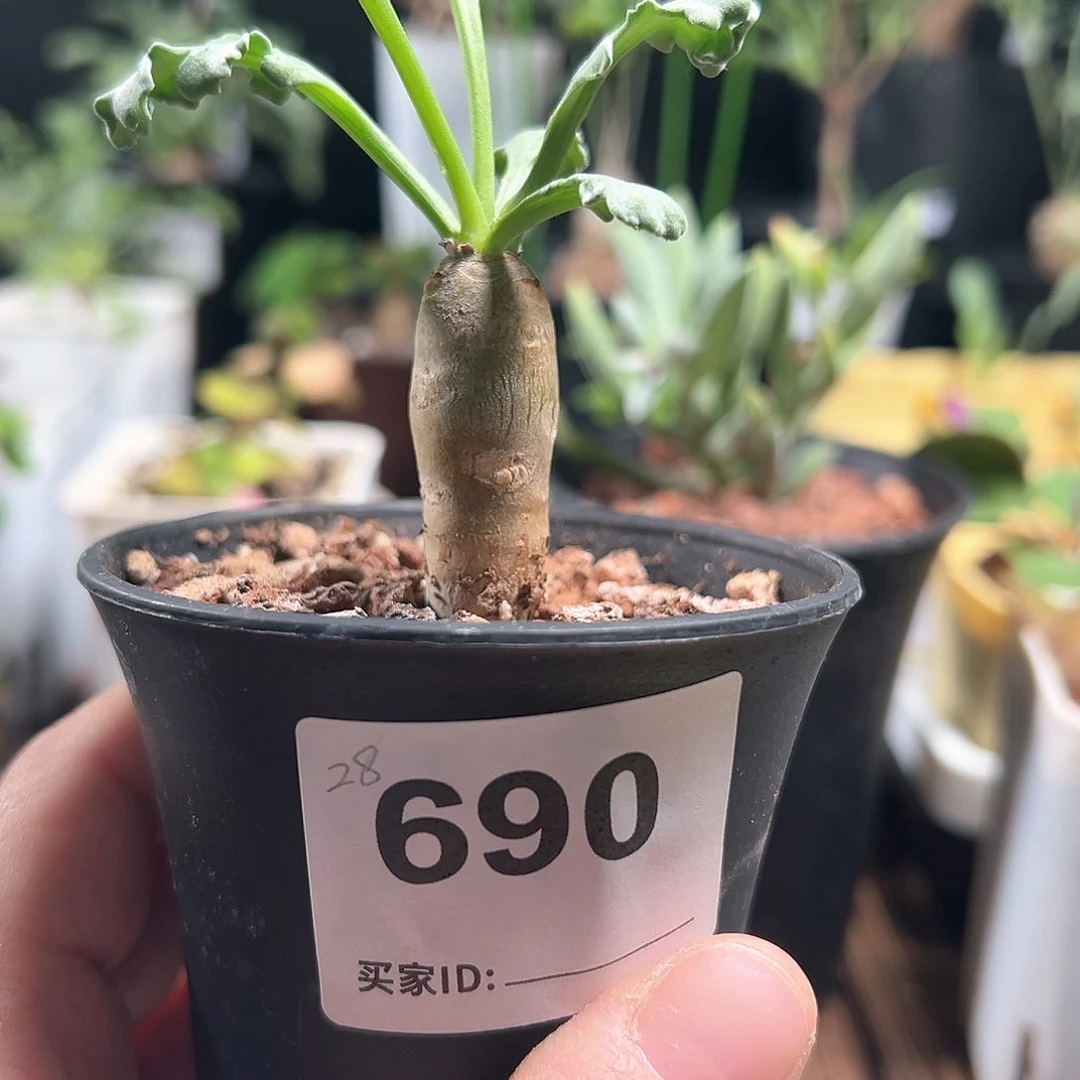 淘****子奇连克洋葵带盆发货