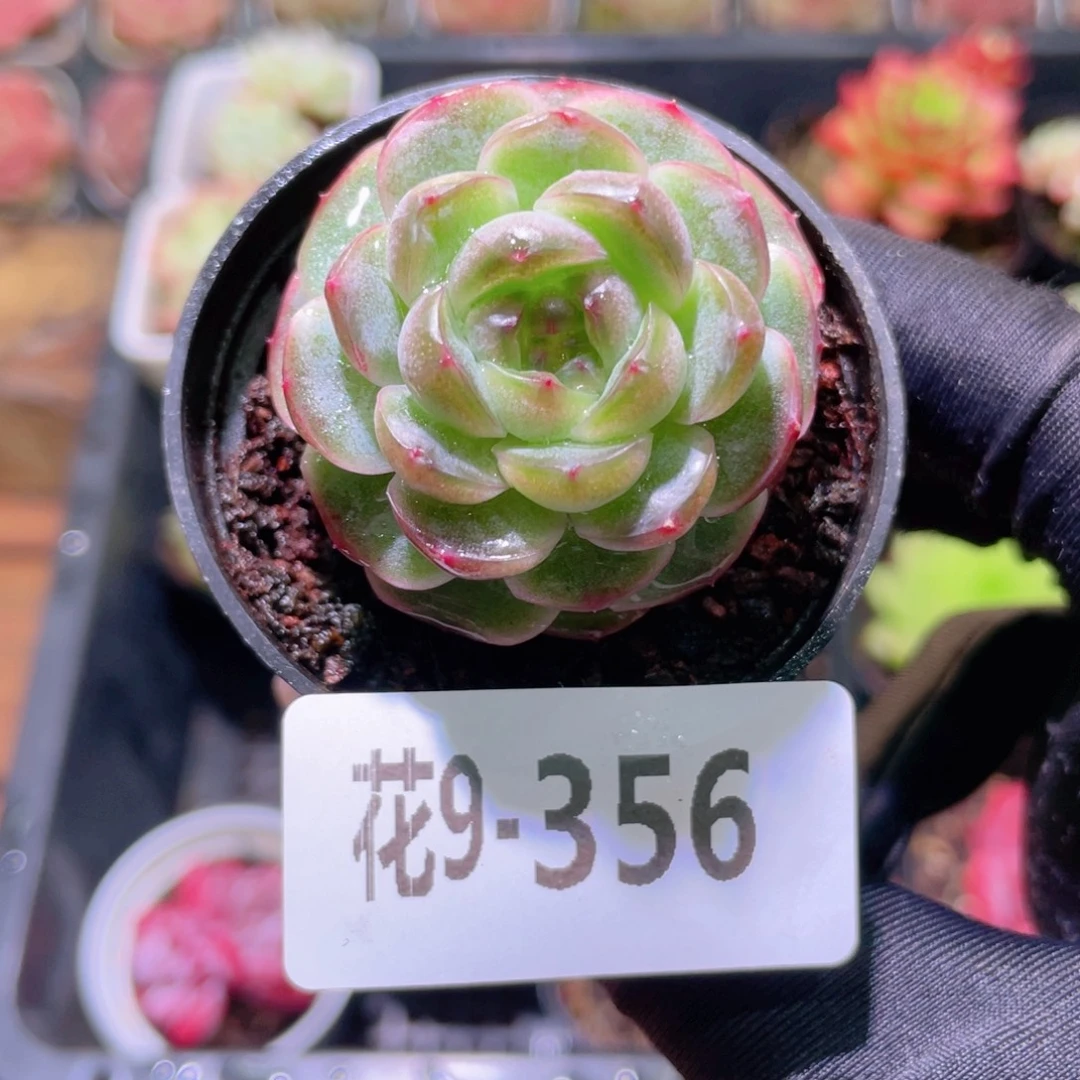 花利美9-356调色盘