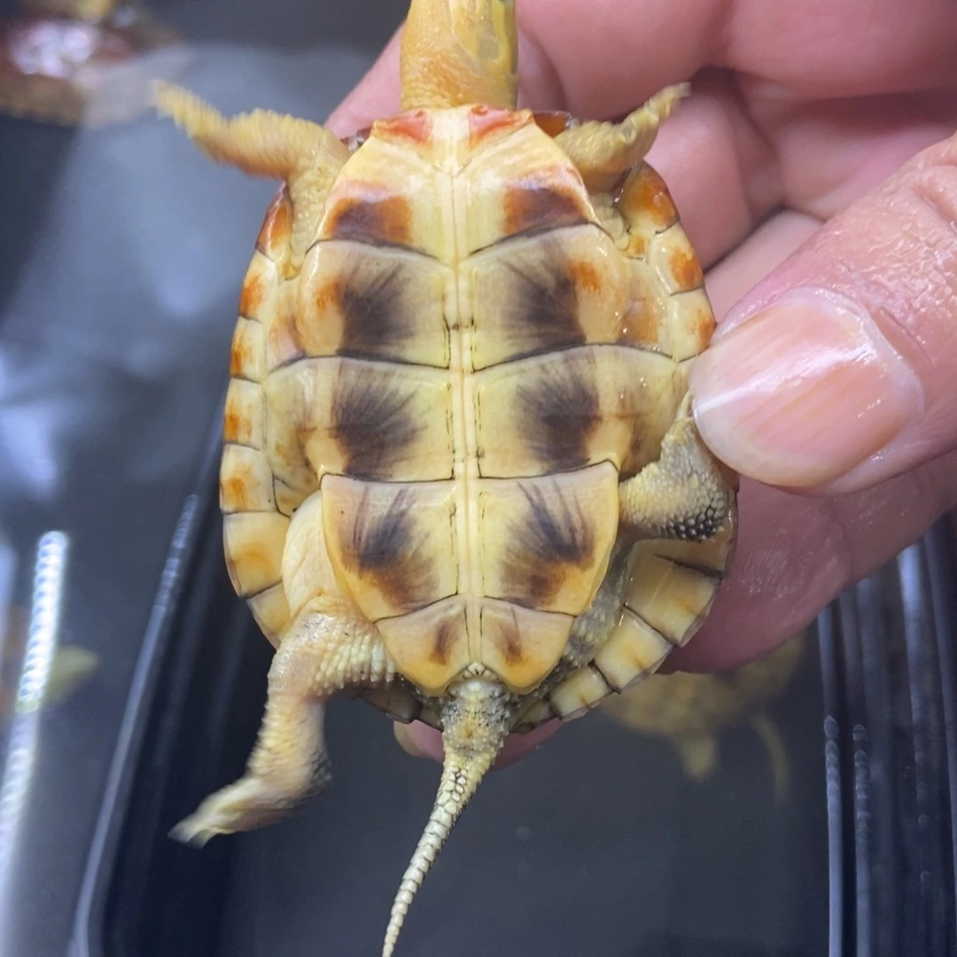 L***k母绿毛龟不分公母