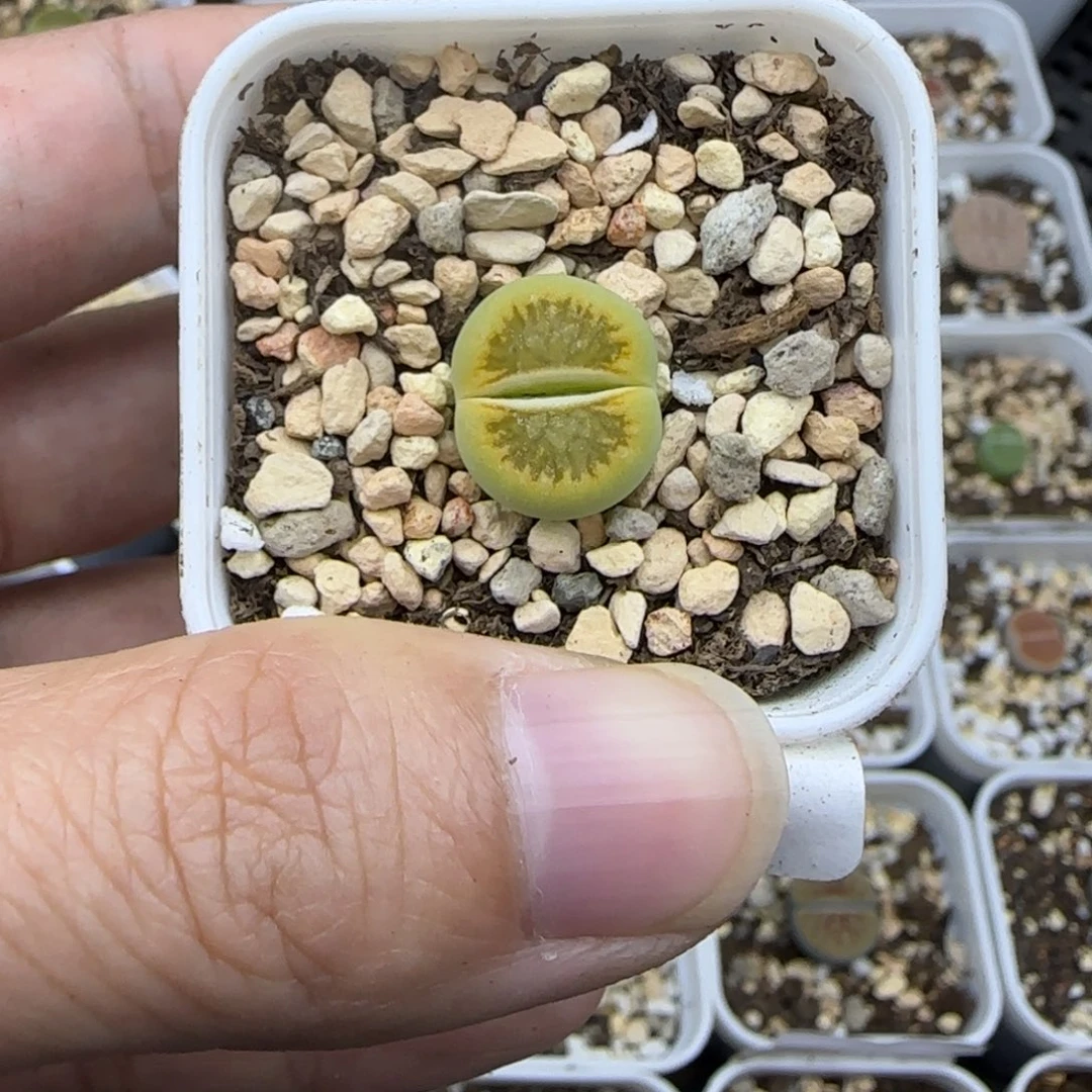 40福利一颗绿菊清框福利大棚直播30包邮