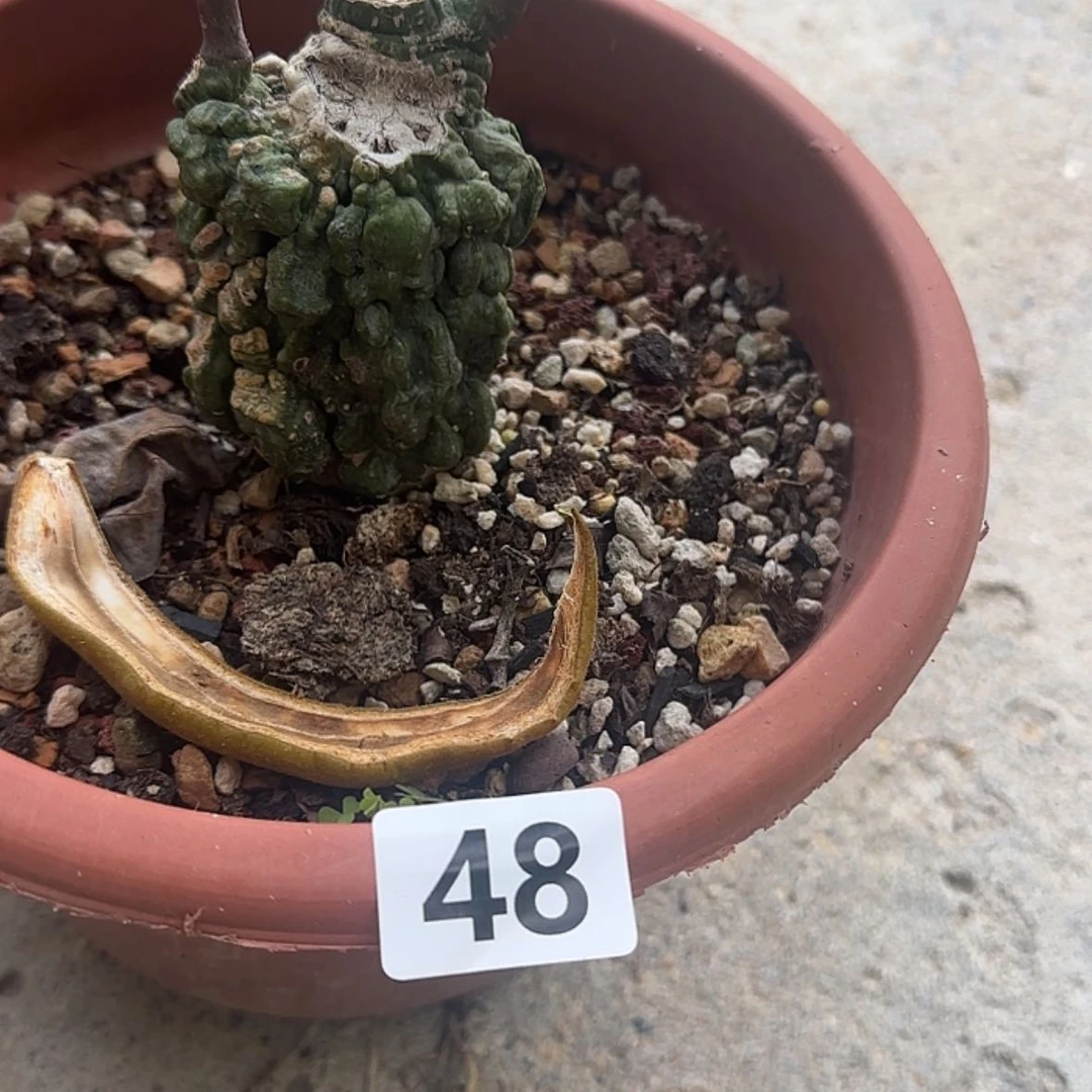 【闪购商品】阿**芯块根植物