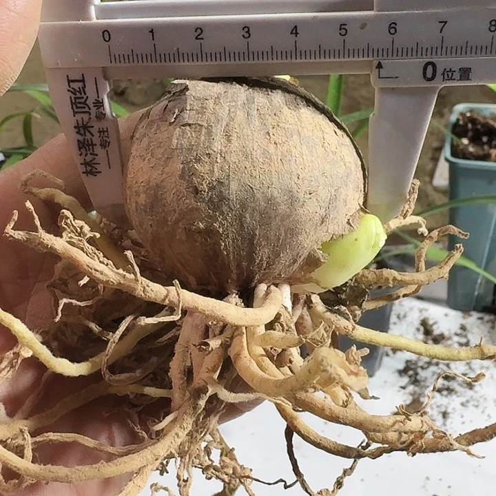 干邑橙酒朱顶红一棵5.5