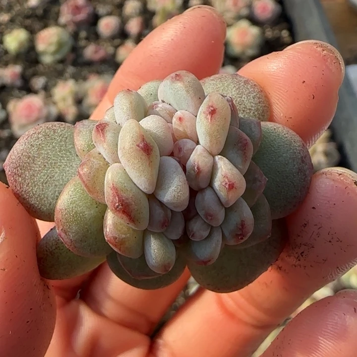 4号锥化多肉植物一颗