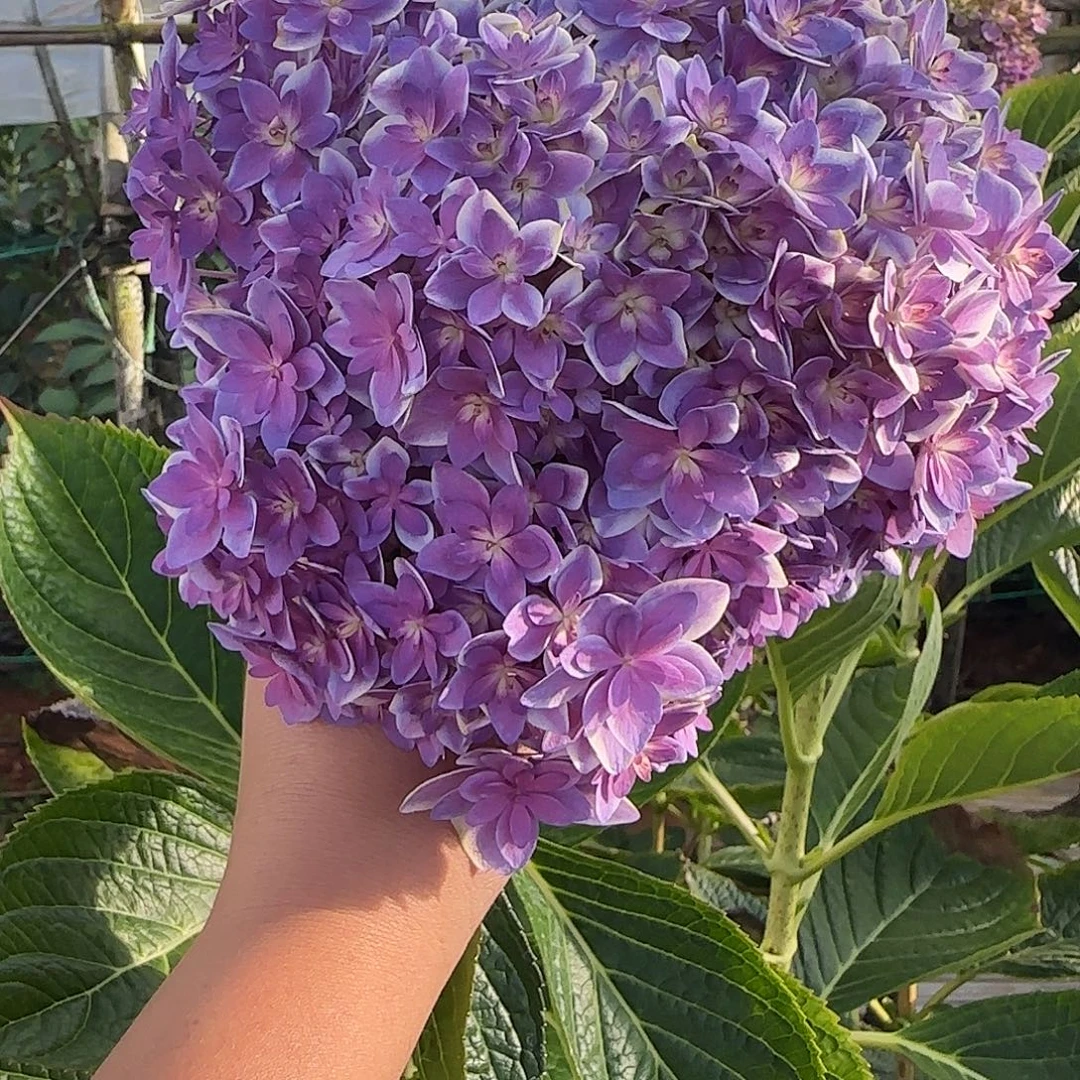 ****绣球切花一物一拍3枝起包邮，138