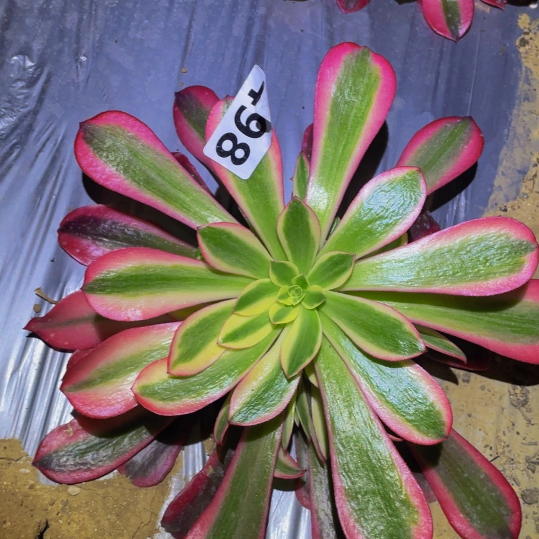 桃夭的润泽说的人498