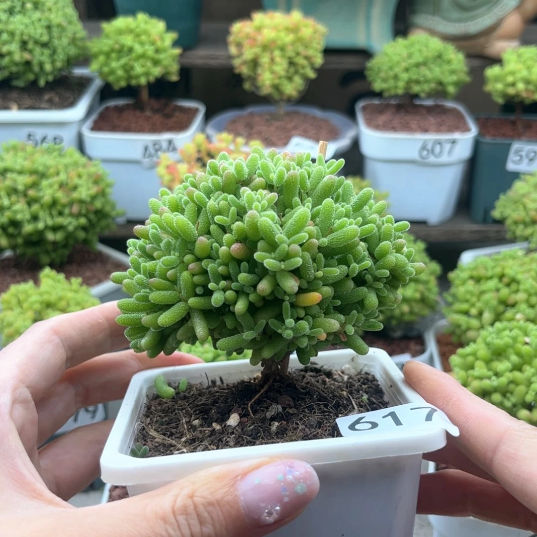 617蜜桔可爱多肉植物