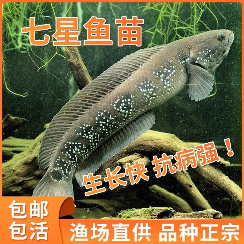 七星鱼国产雷龙大帆大尾爆星淡水观赏鱼鱼苗
