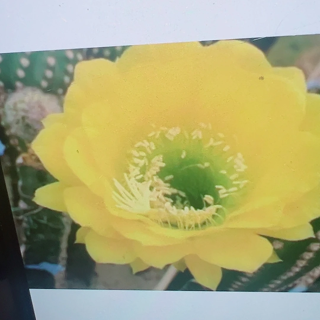 毛花柱 碧玉黄冠 侧芽 满20包邮