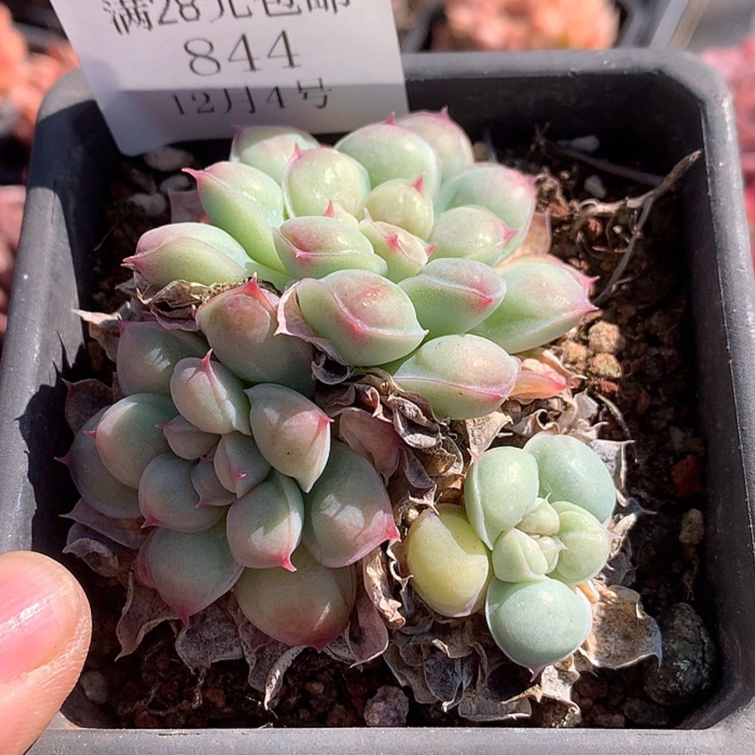【闪购商品】云844号兔兔莉
