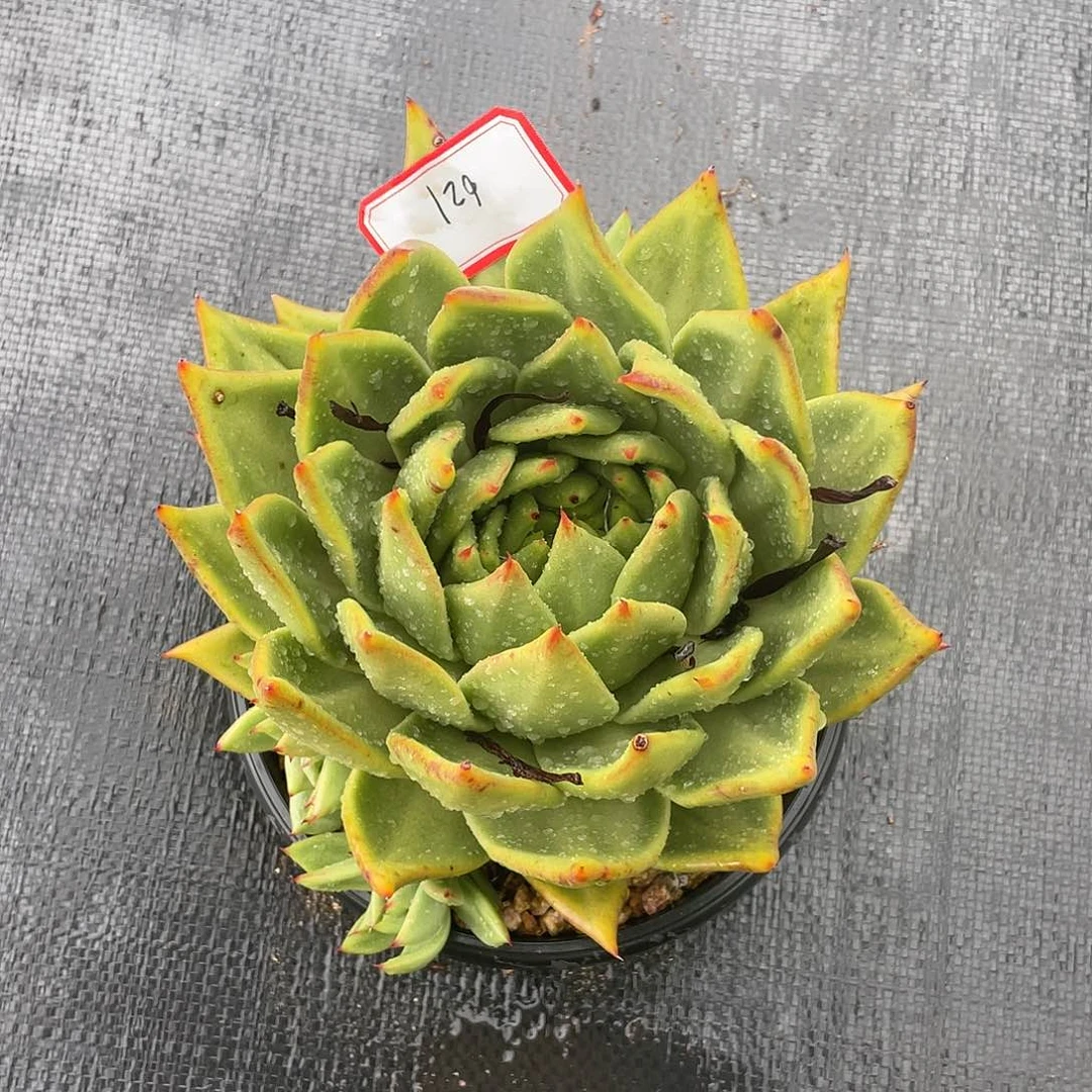 若如东云多肉组拍621