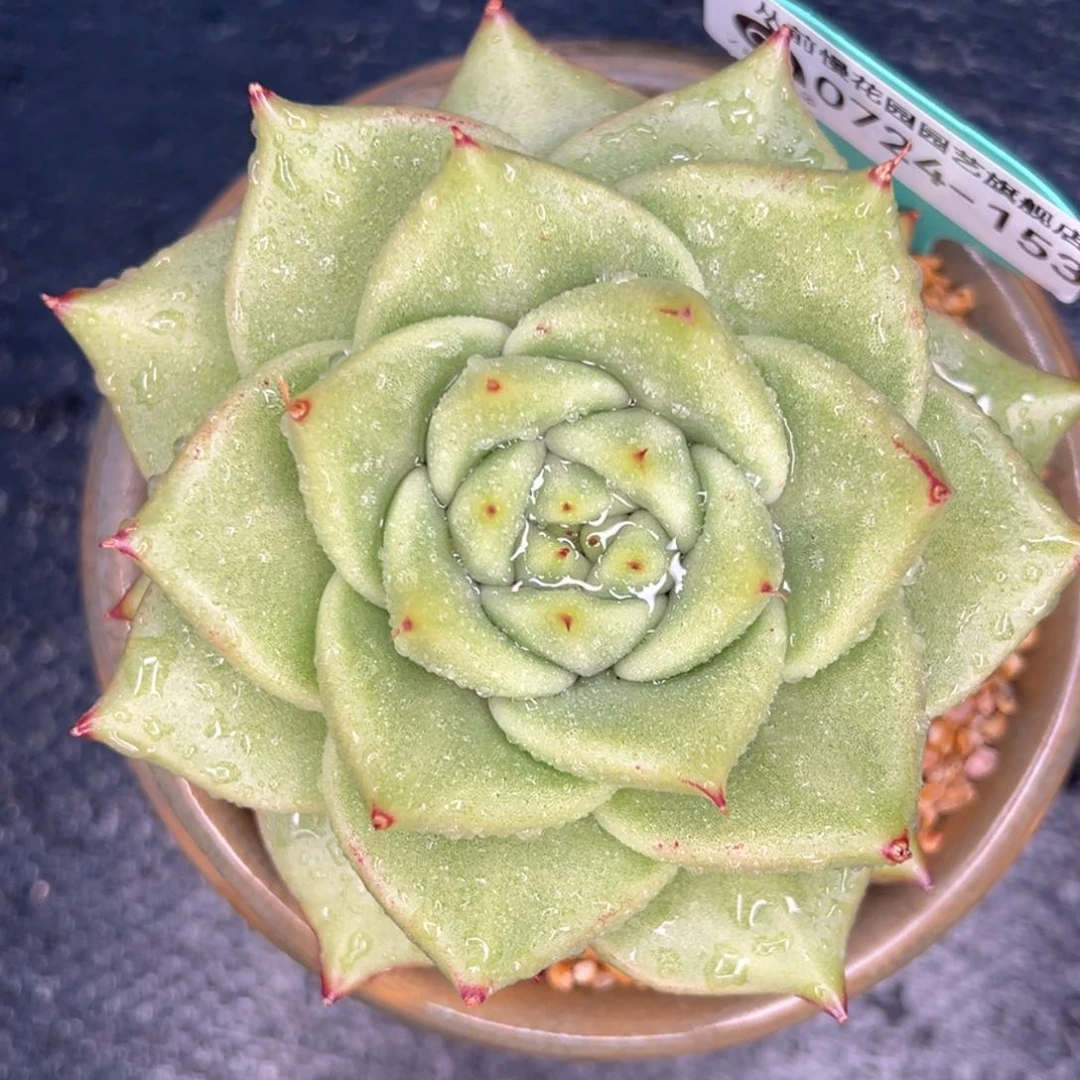 从前慢多肉精选编号0724.153