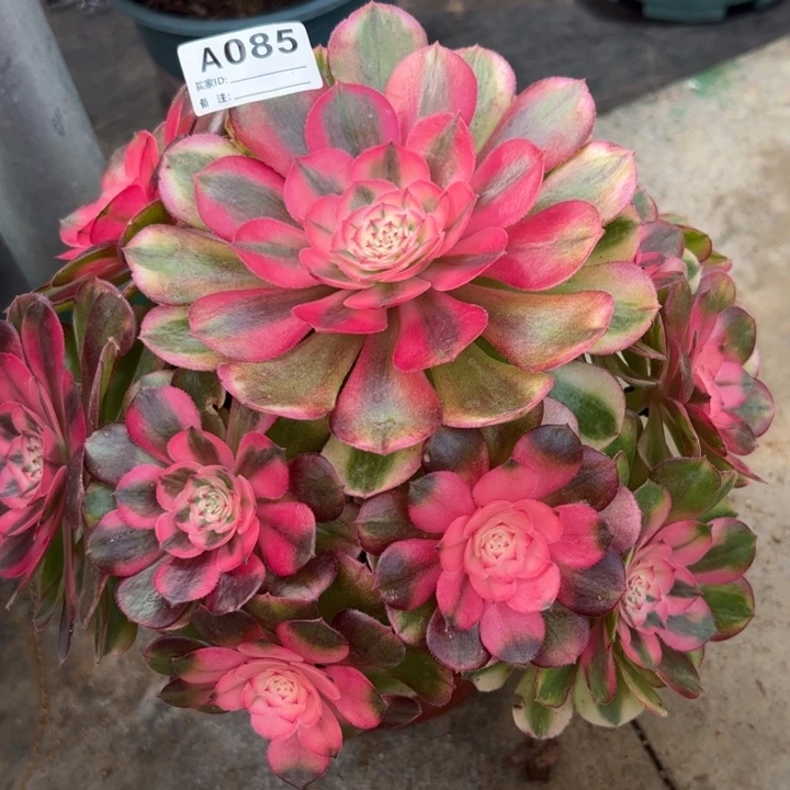 085荔枝22厘米左右