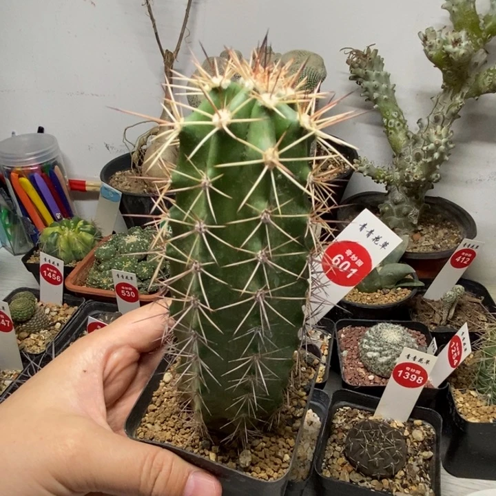 实生狂刺虾5.1cm一棵仙人球