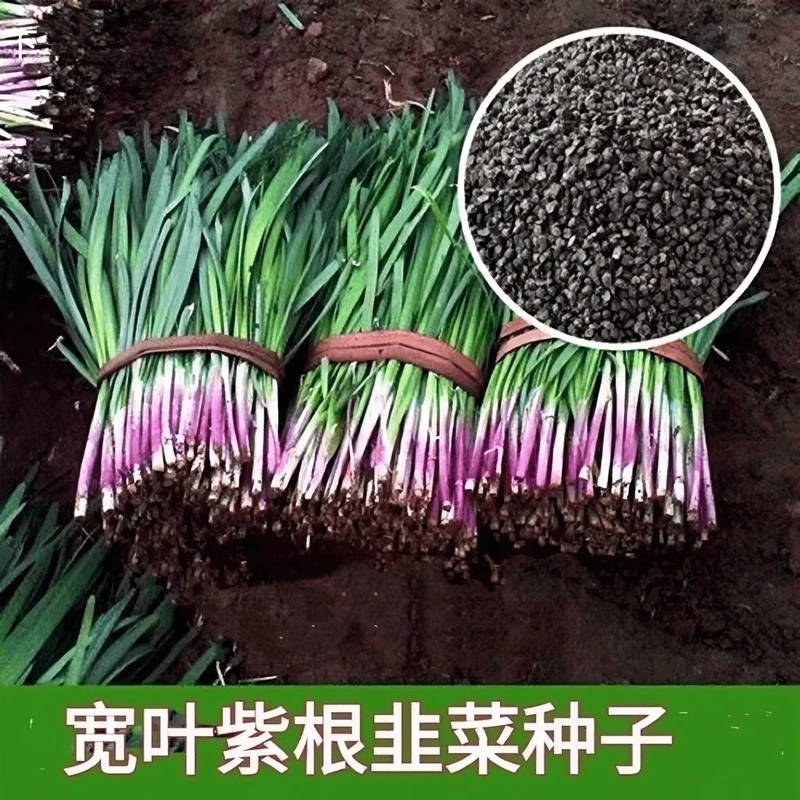 【全店满5包包邮】紫根韭菜种子四季可播宽叶韭菜籽蔬菜种子阳台