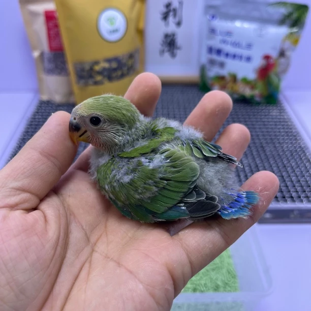 牡丹鹦鹉-绿桃公X9745