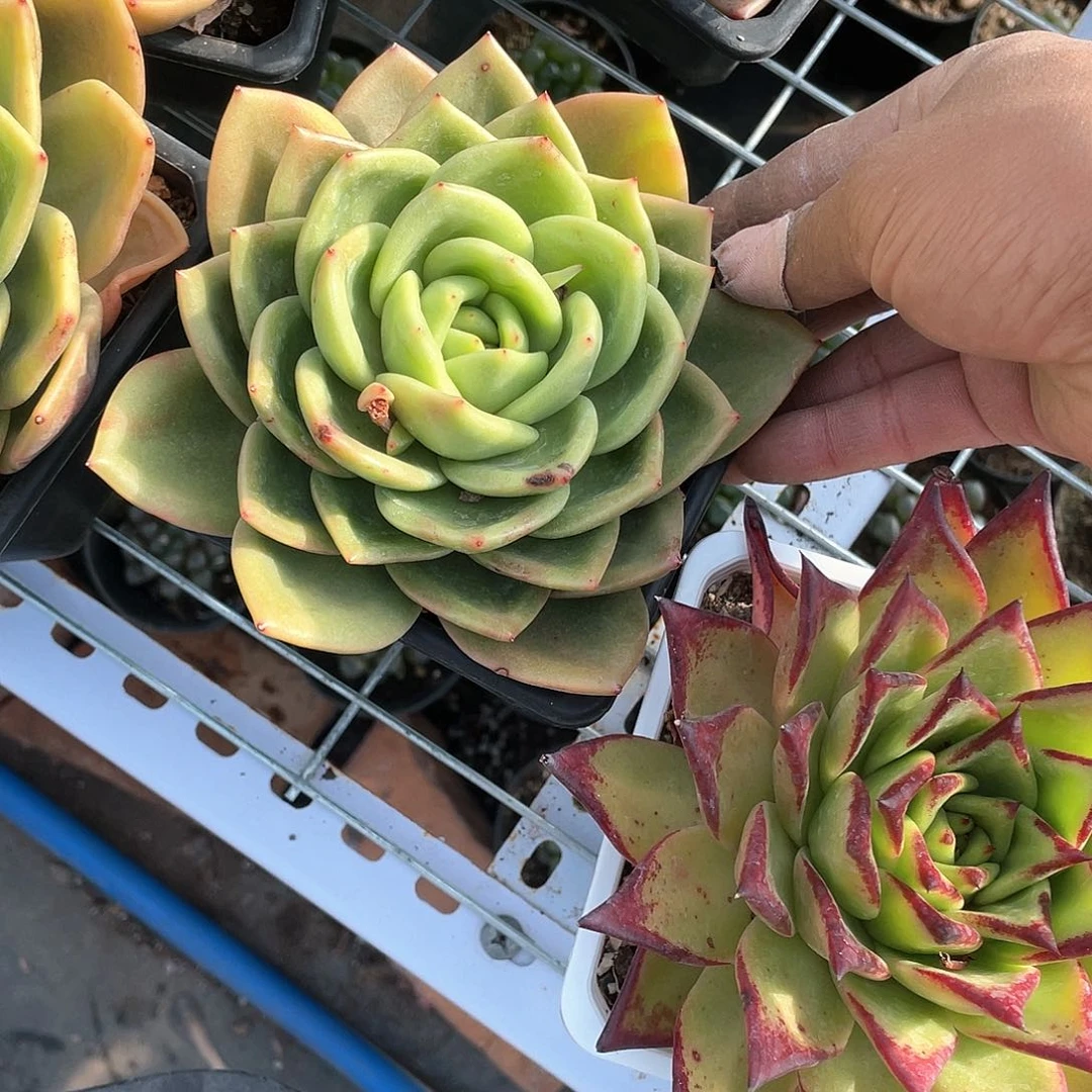 翠花多肉带盆发货