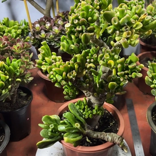 1022马踢吸财树带土球发