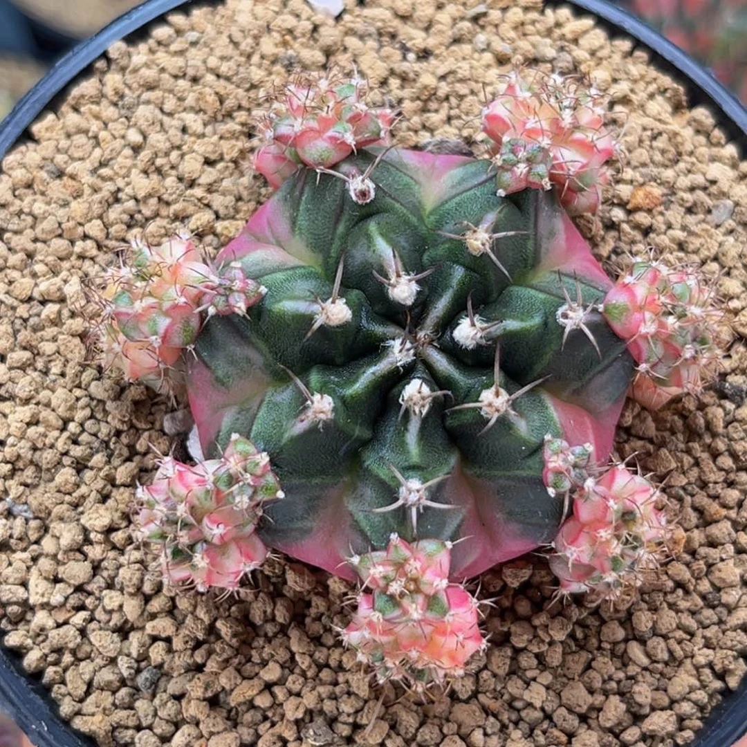 粉臀 小母本 米哈仙人球