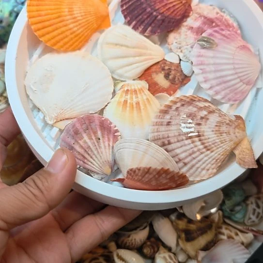 石材天然海螺贝壳