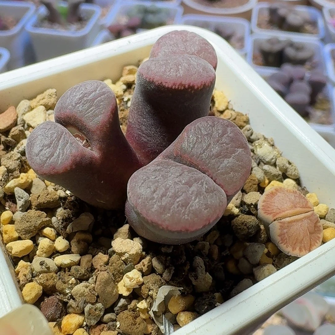 4号三头风铃一物一拍