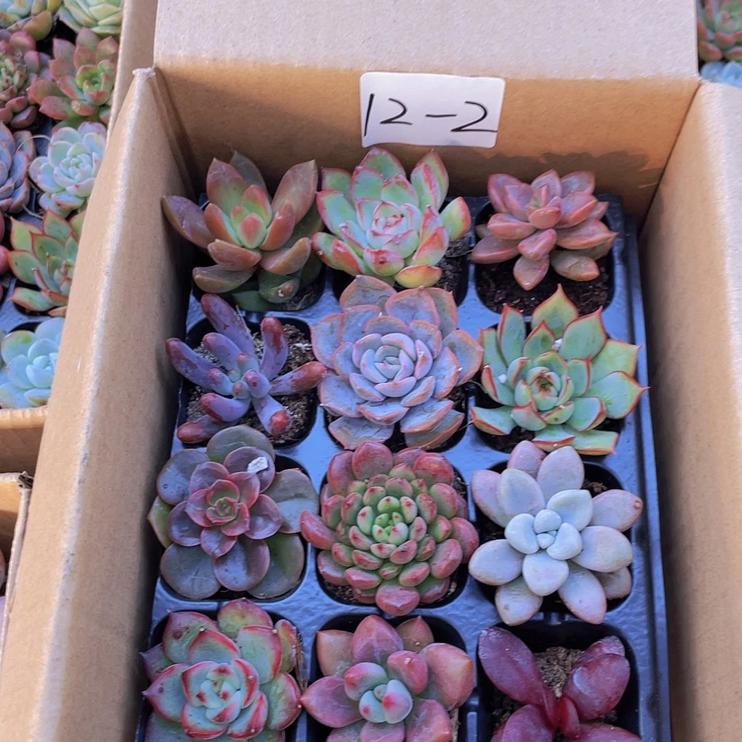 12颗-2号约3-5厘米