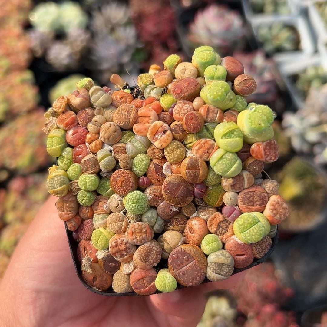 多肉植物生石花大群