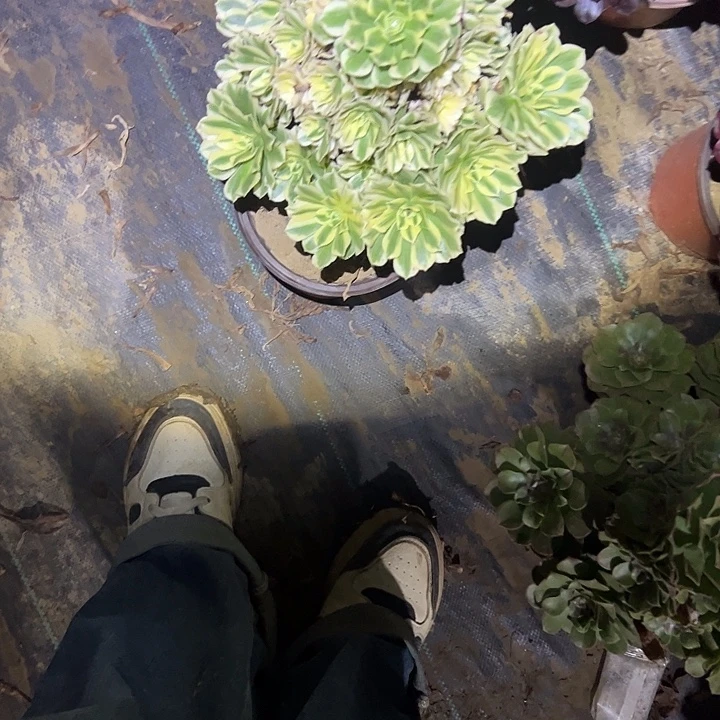 一单包邮不包侧枝42