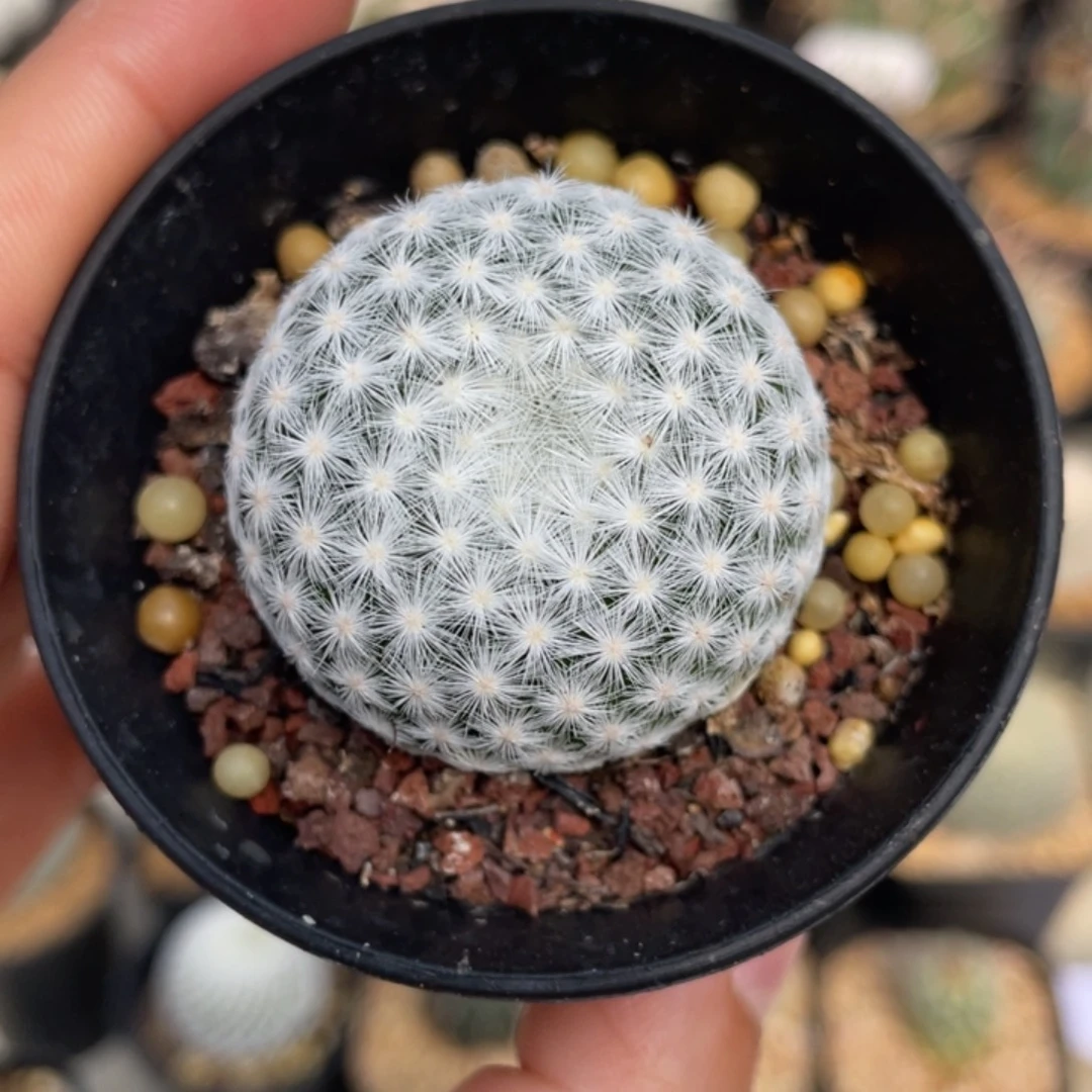 姬春星          实生根