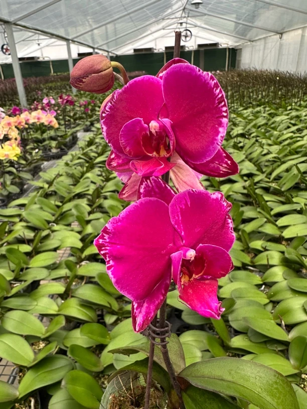 万景花卉蝴蝶兰【双星光芒】3.0寸杯 成熟苗