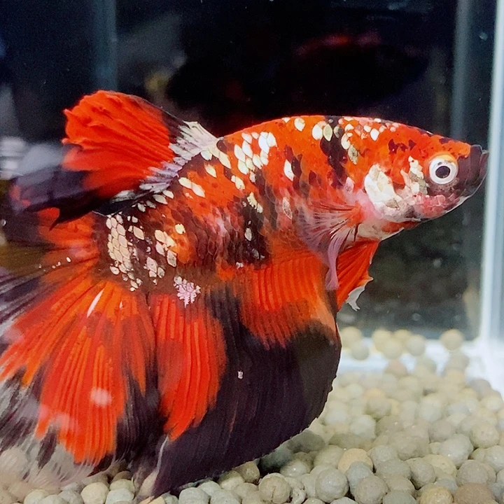 斗鱼黑236号jydouby