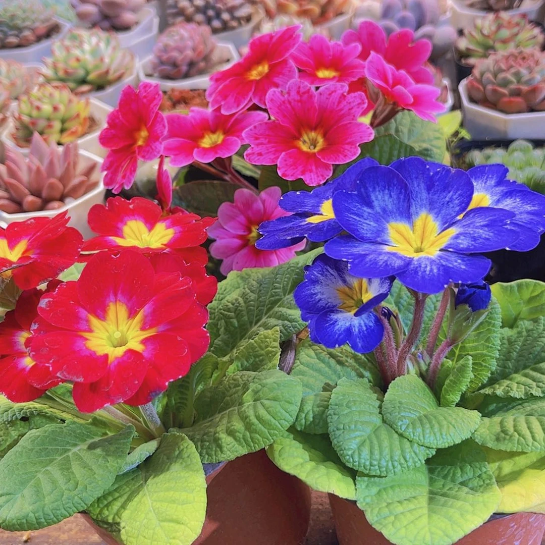 蓝色➕红色➕粉色报春花