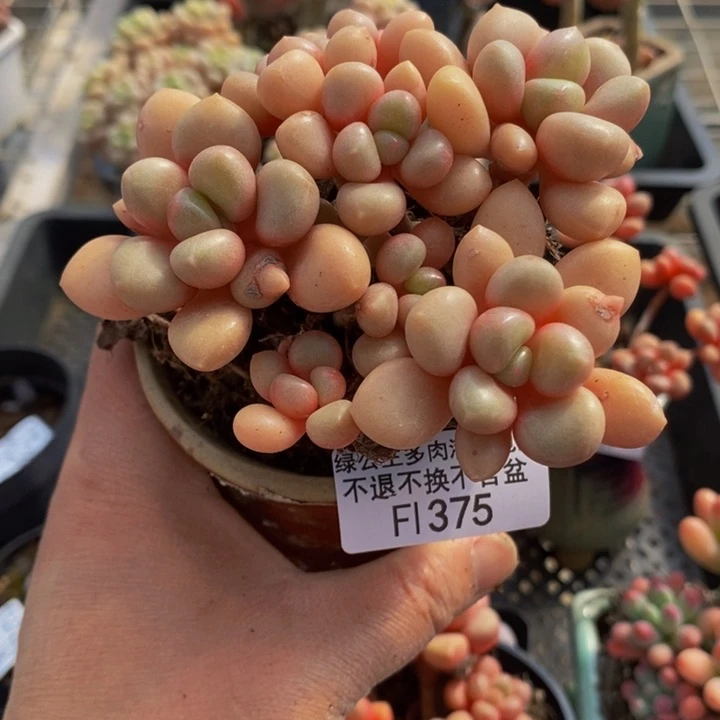 先锋派9cm375多肉植物