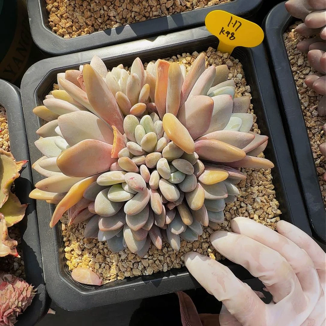 k k k k k k k k k 48