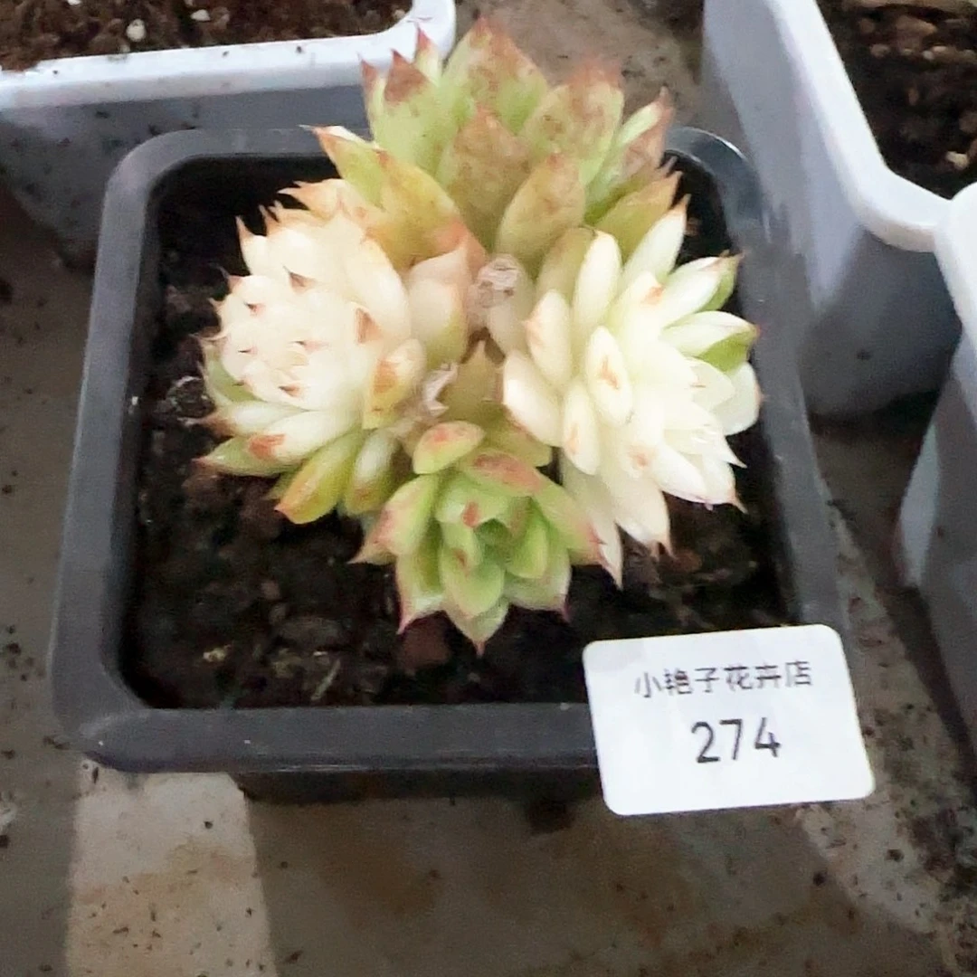 ℡****?274绿水晶底座裙多肉