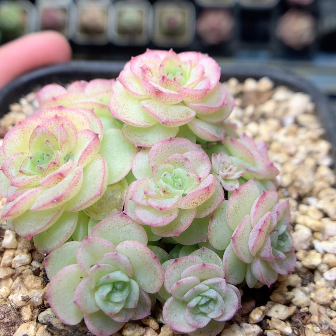 R164新品优选编号小脸朵朵群