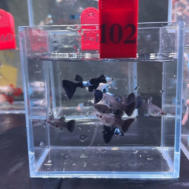 孔雀鱼102号，10条瑕疵