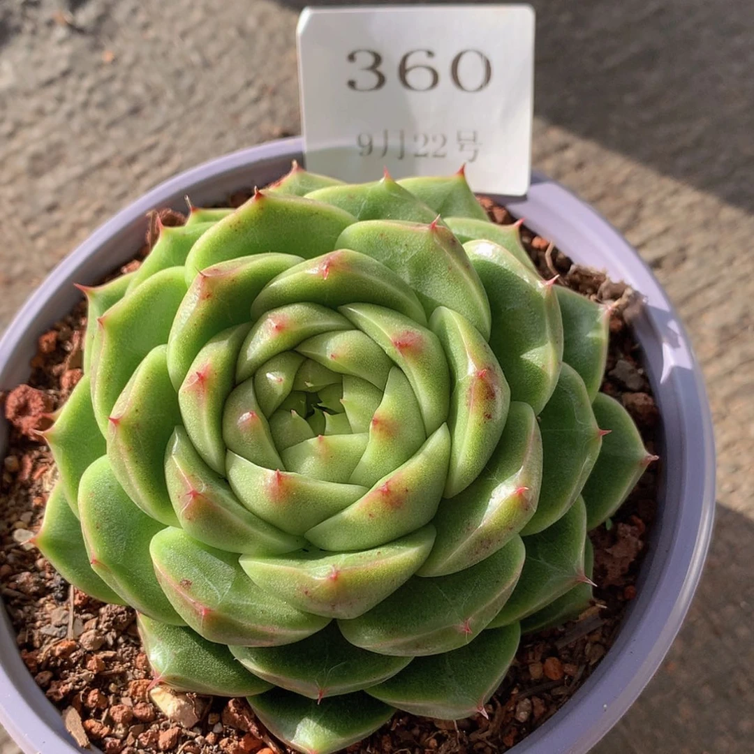 【闪购商品】云360号