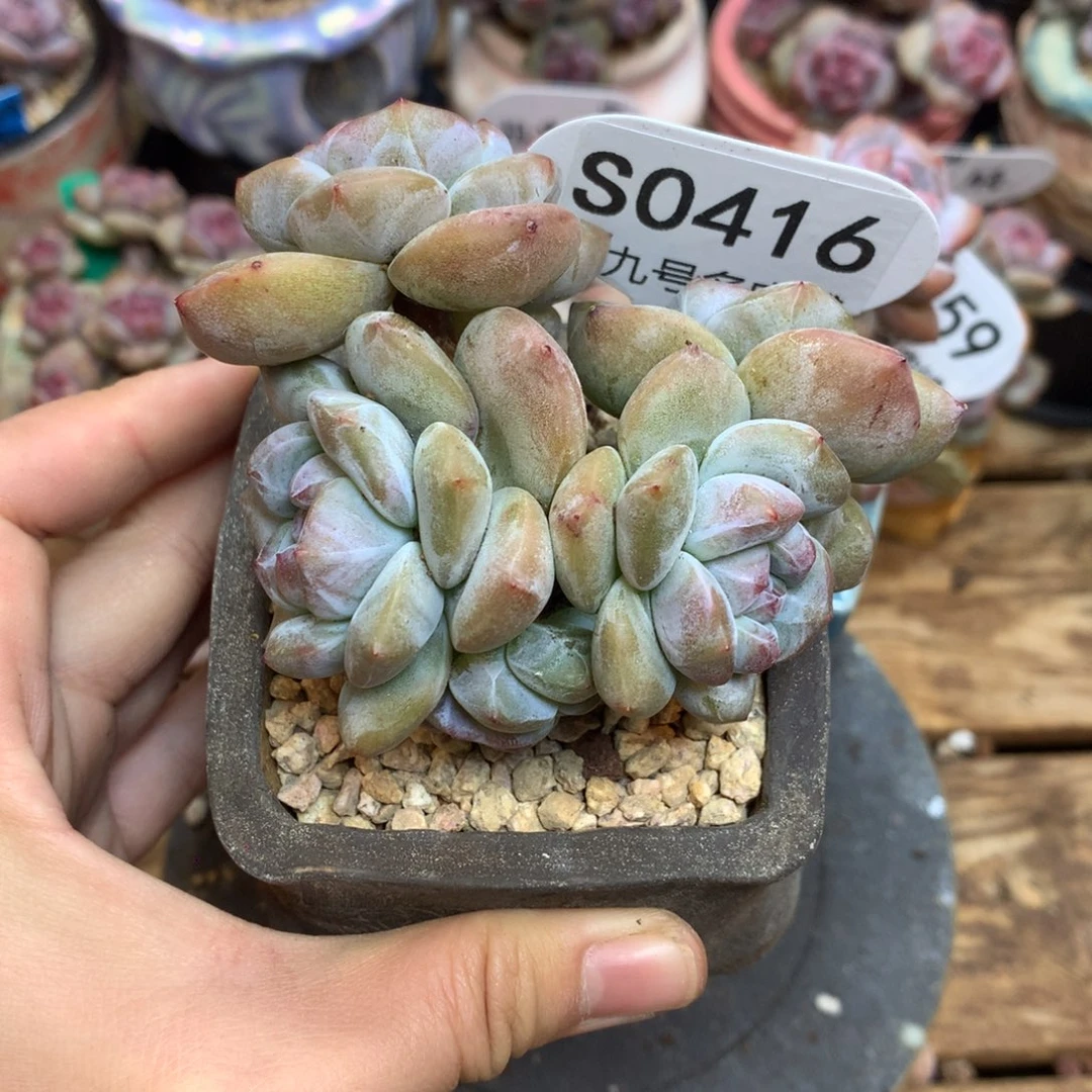 S0416 突尼斯 小树 模特同款