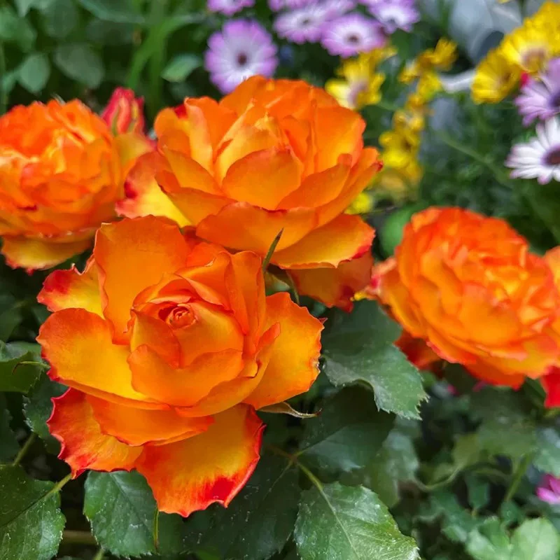切花火焰月季花苗开花特大花橙黄玫瑰花室内阳台四季盆栽花卉欧月