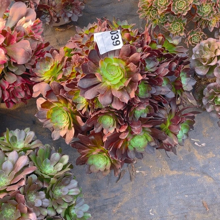 多肉赤炎莲法师039