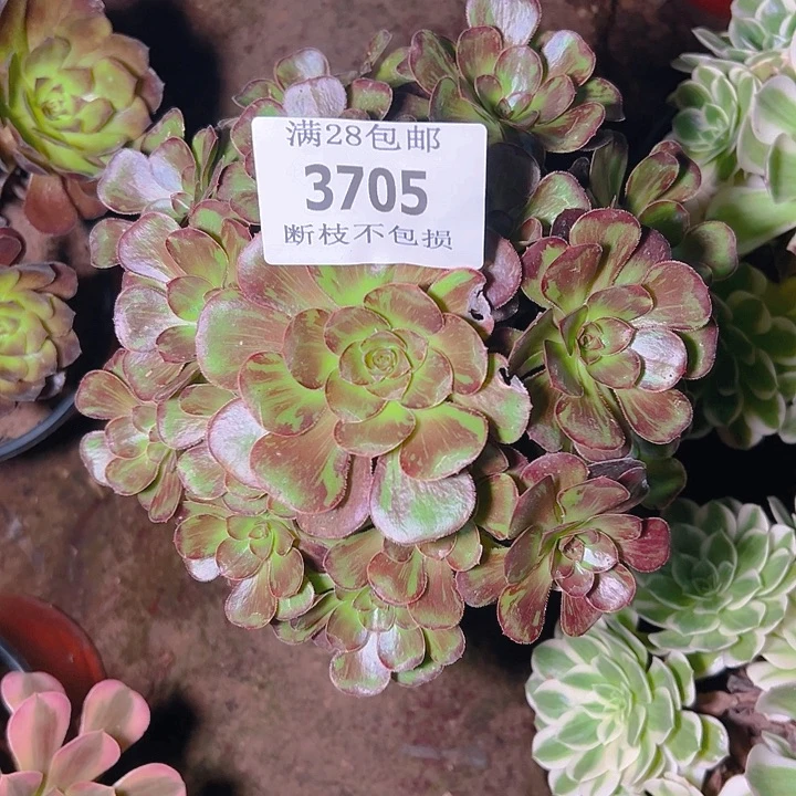 苗***33705花无缺多肉植物