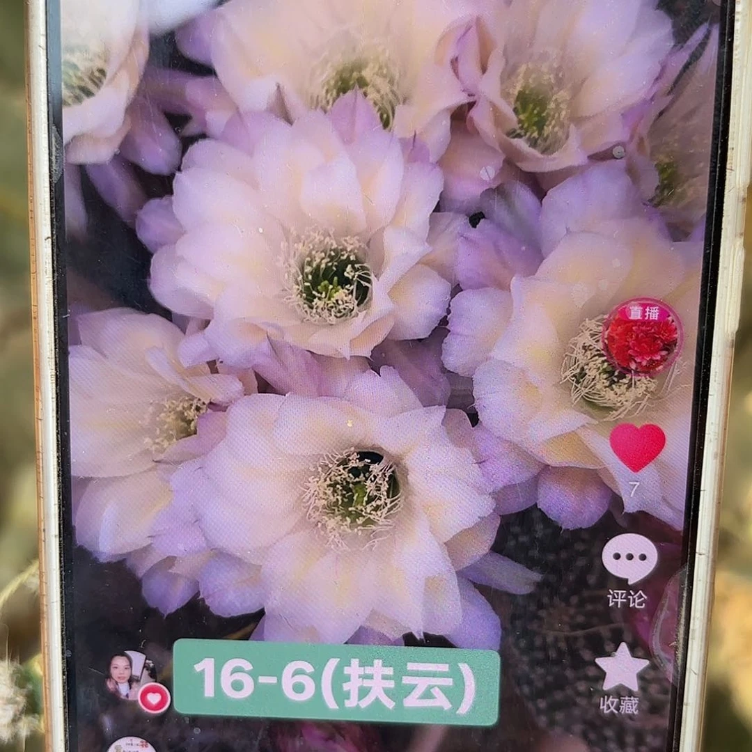 16-6扶云无根侧牙3、5